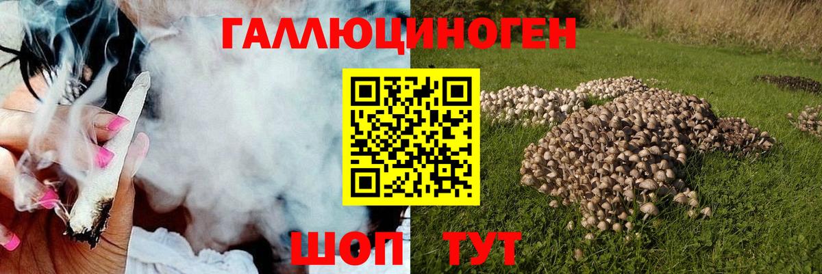 Галлюциногенные грибы Psilocybine cubensis Краснокаменск